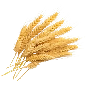 espigas